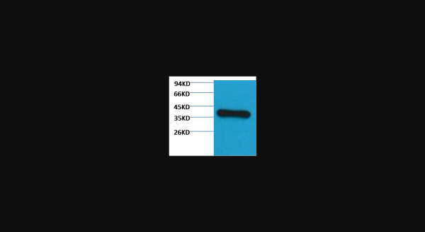 Anti-GAPDH(HRP Conjugated), monoclonal
