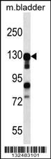 Anti-MKL2, NT (MKL2, KIAA1243, MRTFB, MKL/myocardin-like protein 2, Megakaryoblastic leukemia 2, Myo
