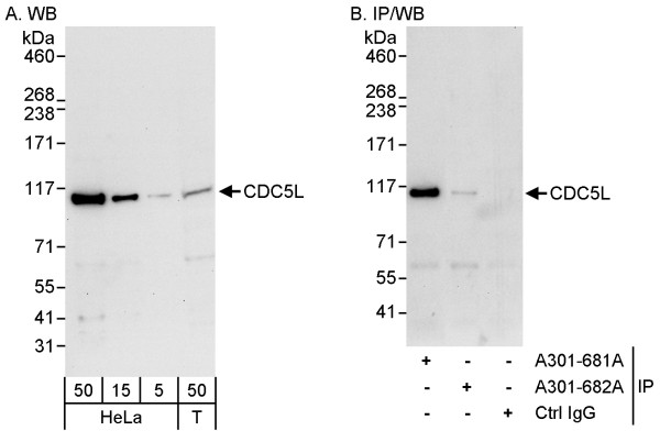 Anti-CDC5L