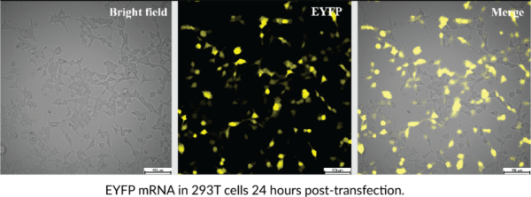 EYFP mRNA (Cap-1, m1Psi)