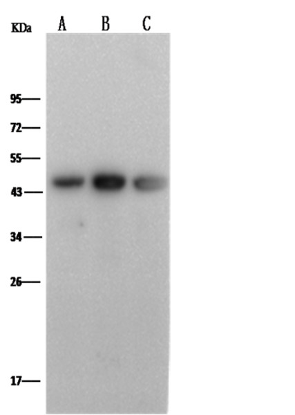 Anti-PD-L1/B7-H1/CD274 Monoclonal Antibody