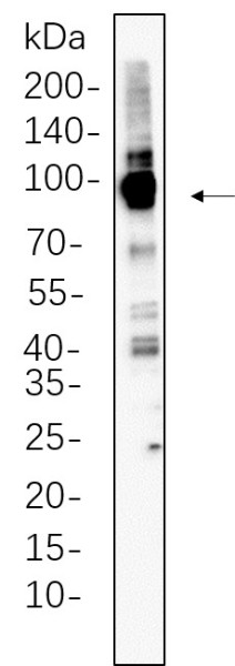 Anti-Recombinant Calnexin, clone 9A2