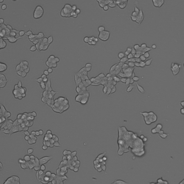 SW620 Cells