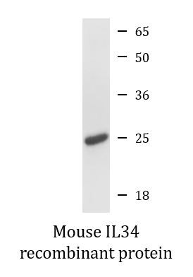 Mouse IL34 recombinant protein (Active)