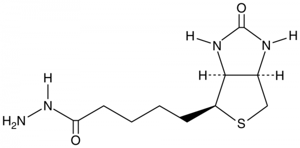Biotin hydrazide