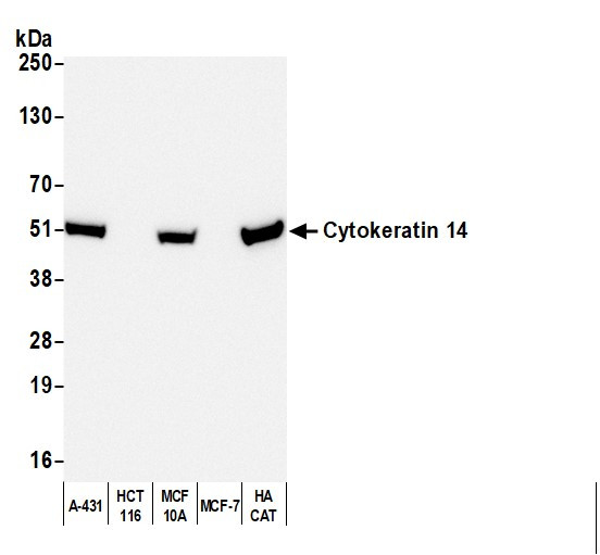 Anti-Mouse IgG3, HRP conjugated