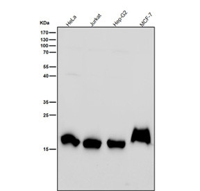 Anti-Histone H3 (di-methyl K79) / HIST1H3A, clone 31H84