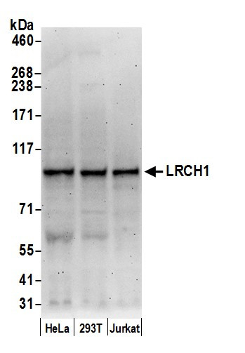 Anti-LRCH1