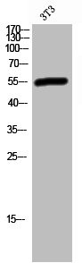 Anti-GSPT1