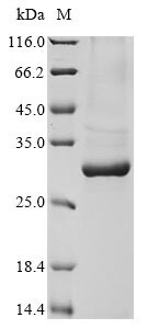 COMM domain-containing protein 5 (Commd5), rat, recombinant