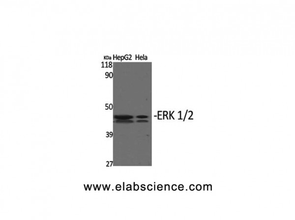 Anti-ERK 1/2