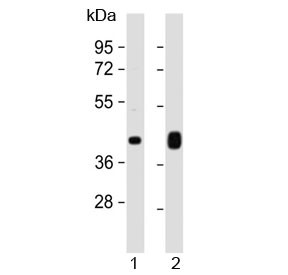 Anti-PD-L1 / B7-H1 / CD274 (C-Terminal Region)
