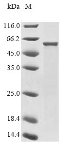 Sialidase-4 (Neu4), mouse, recombinant