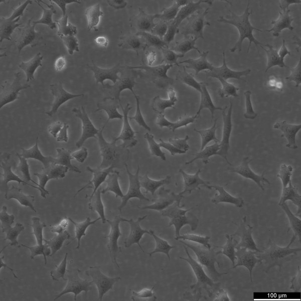 C17.2 Cells