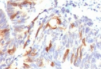 Anti-MUC2 / Mucin 2, clone SPM513