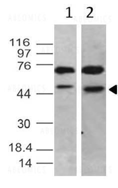 Anti-TRF2 (Clone: ABM10H3)