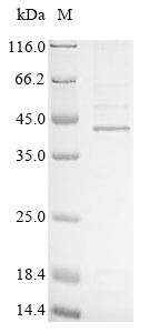 Hyaluronan and proteoglycan link protein 1 (HAPLN1), human, recombinant
