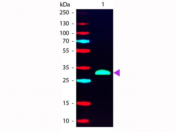 Anti-Human IgG F(c) [Goat] Phycoerythrin conjugated F(ab')2 fragment