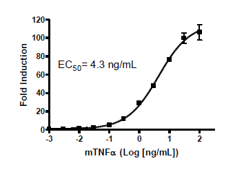 NF-kappaB reporter (Luc) - NIH/3T3 Cell line