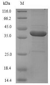 Coagulation factor XI (F11), partial, human, recombinant