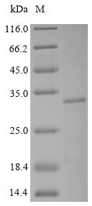 Synaptic vesicle glycoprotein 2A (SV2A), partial, bovine, recombinant