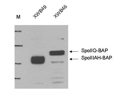 Anti-Biotin Ligase Tag (BLT) Epitope Tag