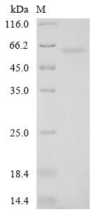 RNA-binding protein PNO1 (PNO1), recombinant human