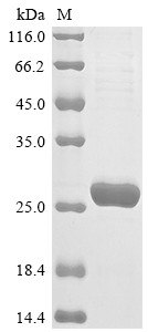 Glutathione S-transferase P (GSTP1), Cricetulus longicaudatus, recombinant