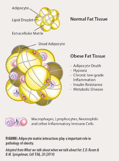 FAT-Tissue