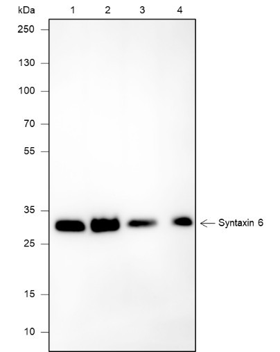 Anti-Recombinant Syntaxin 6, clone A635