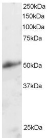 Anti-KLF8 / BKLF3, N-terminal