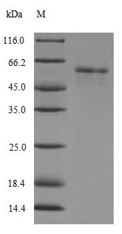 [Pyruvate dehydrogenase [acetyl-transferring]]-phosphatase 2, mitochondrial (PDP2), human, recombina