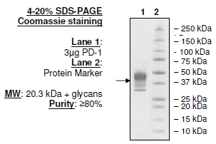 PD-1, FLAG-His-tag, Biotin-labeled