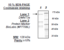DNMT3a, active human recombinant protein