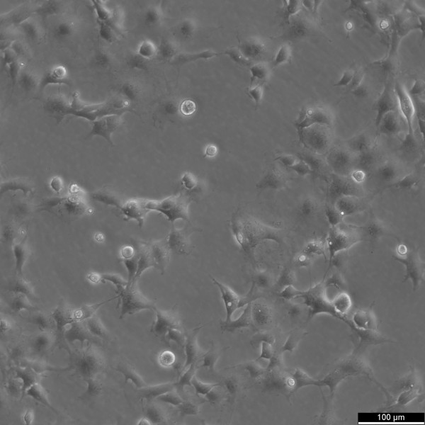 COS-7 Cells