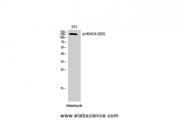 Anti-Phospho-HDAC6 (Ser22)