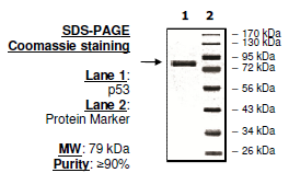 p53, GST-tag