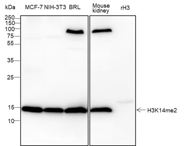 Anti-Recombinant Histone H3 (Di Methyl Lys14), clone A832