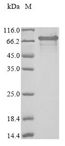 Isthmin-2 (ISM2), partial, human, recombinant