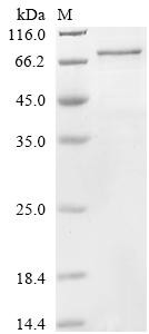 Cysteine-rich secretory protein LCCL domain-containing 1 (CRISPLD1), human, recombinant