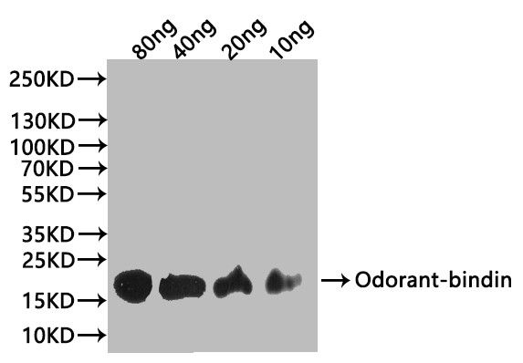 Anti-Odorant-binding