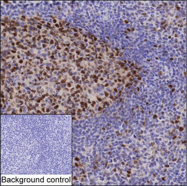 PCNA antibody