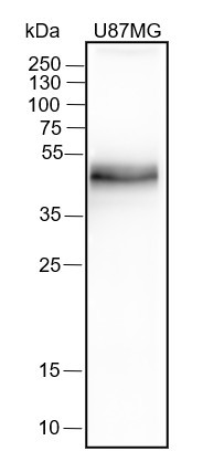 Anti-Recombinant PD-L1, clone A326