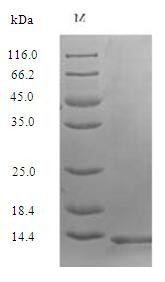 Secreted Ly-6/uPAR-related protein 1 (SLURP1), human, recombinant