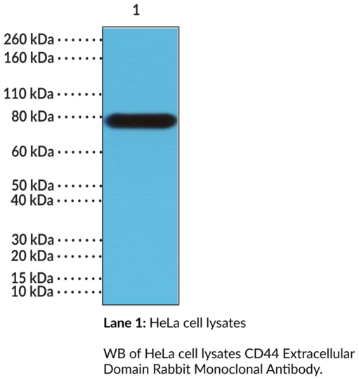 Anti-CD44 Extracellular Domain Rabbit Monoclonal Antibody (Clone RM264)