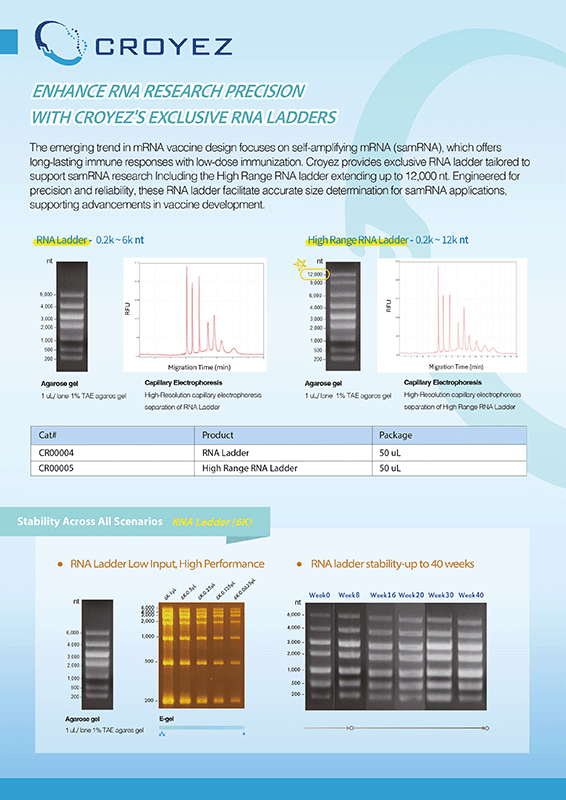 RNA Ladders