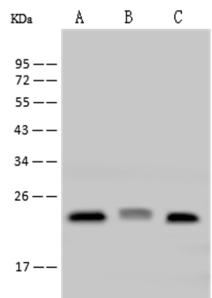 Anti-IL-33 Monoclonal Antibody