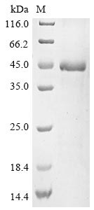 T-cell immunoglobulin and mucin domain-containing protein 4 (TIMD4), partial, human, recombinant