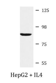 Anti-phospho-STAT4 (Tyr693)
