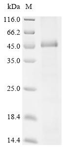 Atrial natriuretic peptide-converting enzyme (CORIN), partial, human, recombinant